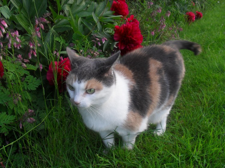 Hattie in the garden - photo taken by Abigail Robinson