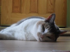 Our cat Hattie - photo by Abigail Robinson