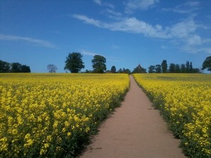 Milverton Hill  Fri 7 June 2013 (photo credit: Abigail Robinson)