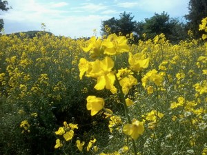 rapeseed & shepherd's-purse flowers(photo credit: Abigail Robinson)