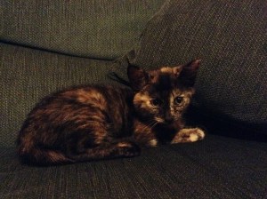 Molly age 8 weeks (photo credit Abigail Robinson)