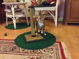 Willow investigating the scratching post (photo credit Abigail Robinson)