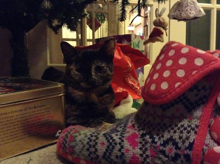 Molly under the Christmas Tree 17 Dec 2013 (photo credit Abigail Robinson)