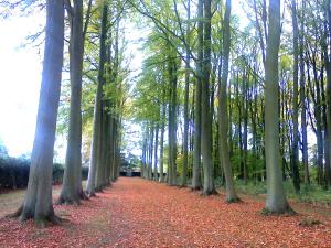 The Beech Allee at Hidcote Manor Garden image 1 (photo credit SC Skillman)