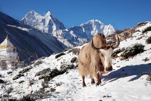 Yak_near_shrine_in_Nepal