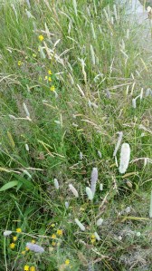 Wildflower meadow one year after the seeds were sown.