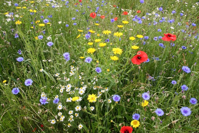 An inspiring wildflower meadow.