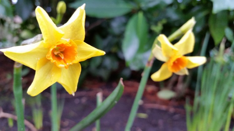 Daffodils at Dunham Massey, National Trust 19 Feb 2018