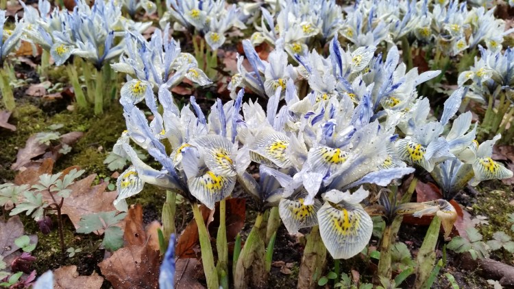 Pale blue Irises at Dunham Massey, National Trust 19 Feb 2018