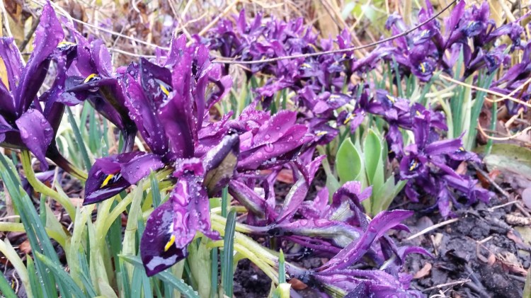 Purple irises at Dunham Massey, National Trust 19 Feb 2018