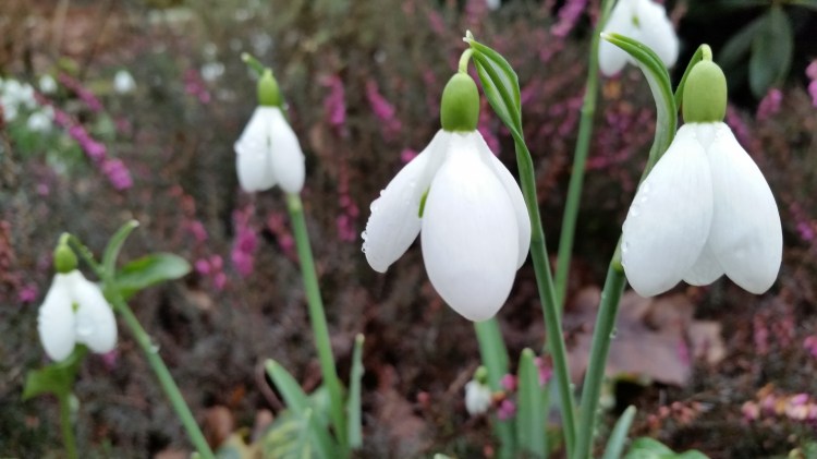 Snowdrops at Dunham Massey, National Trust 19 Feb 2018