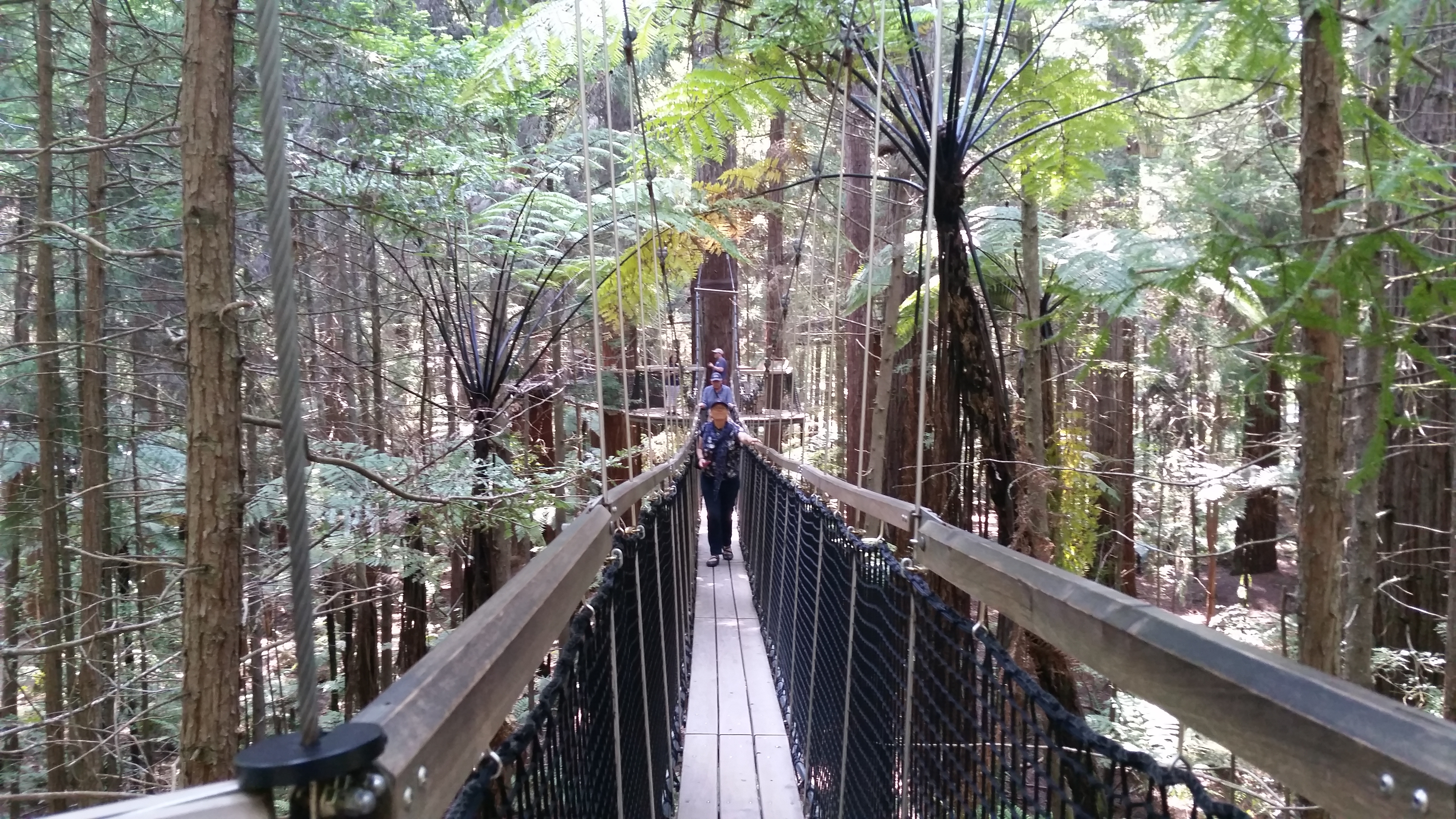 Redwoods Treewalk, Rotorua