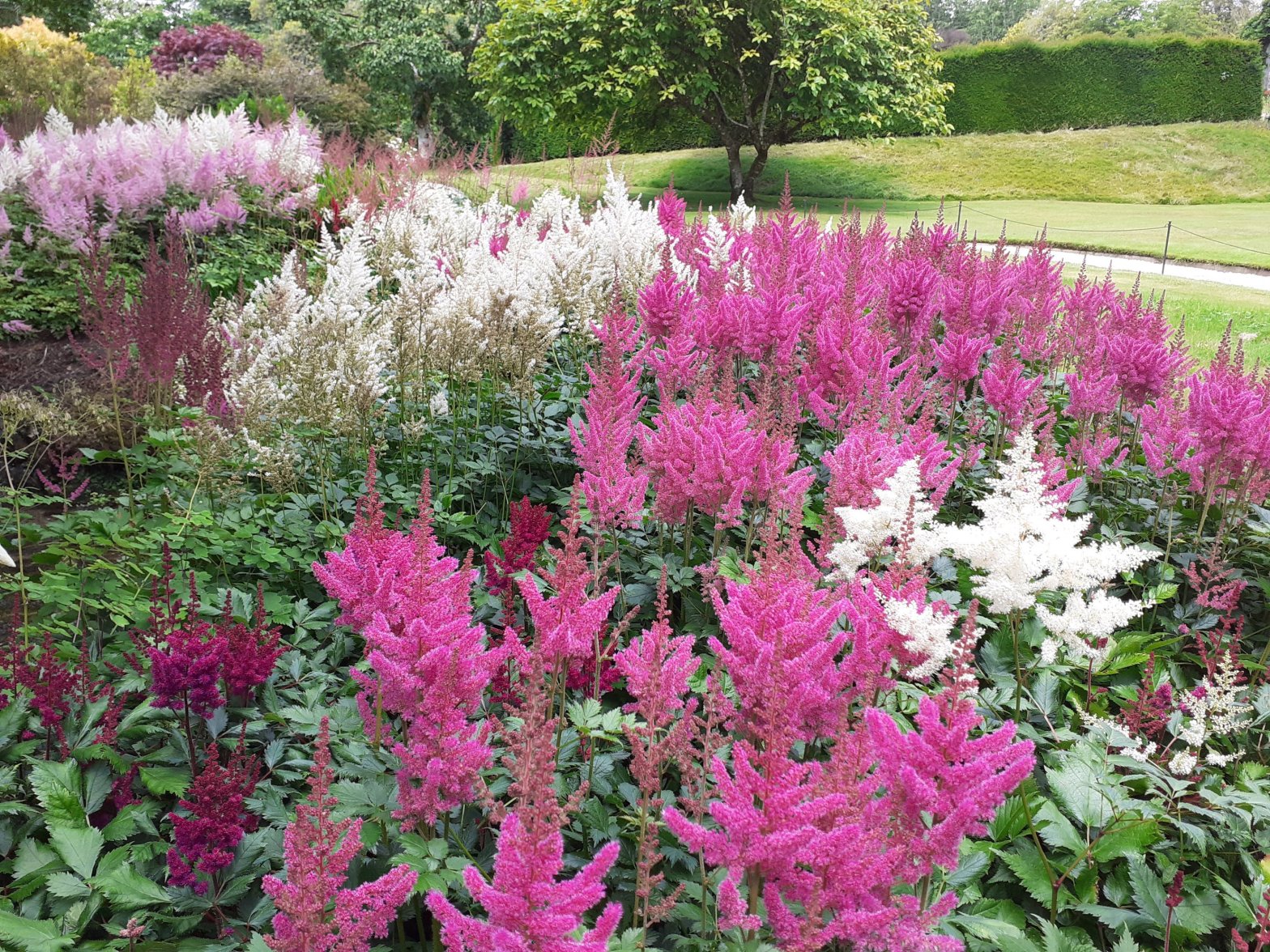 pink white feathery planting Lanhydrock Garden Cornwall SC Skillman