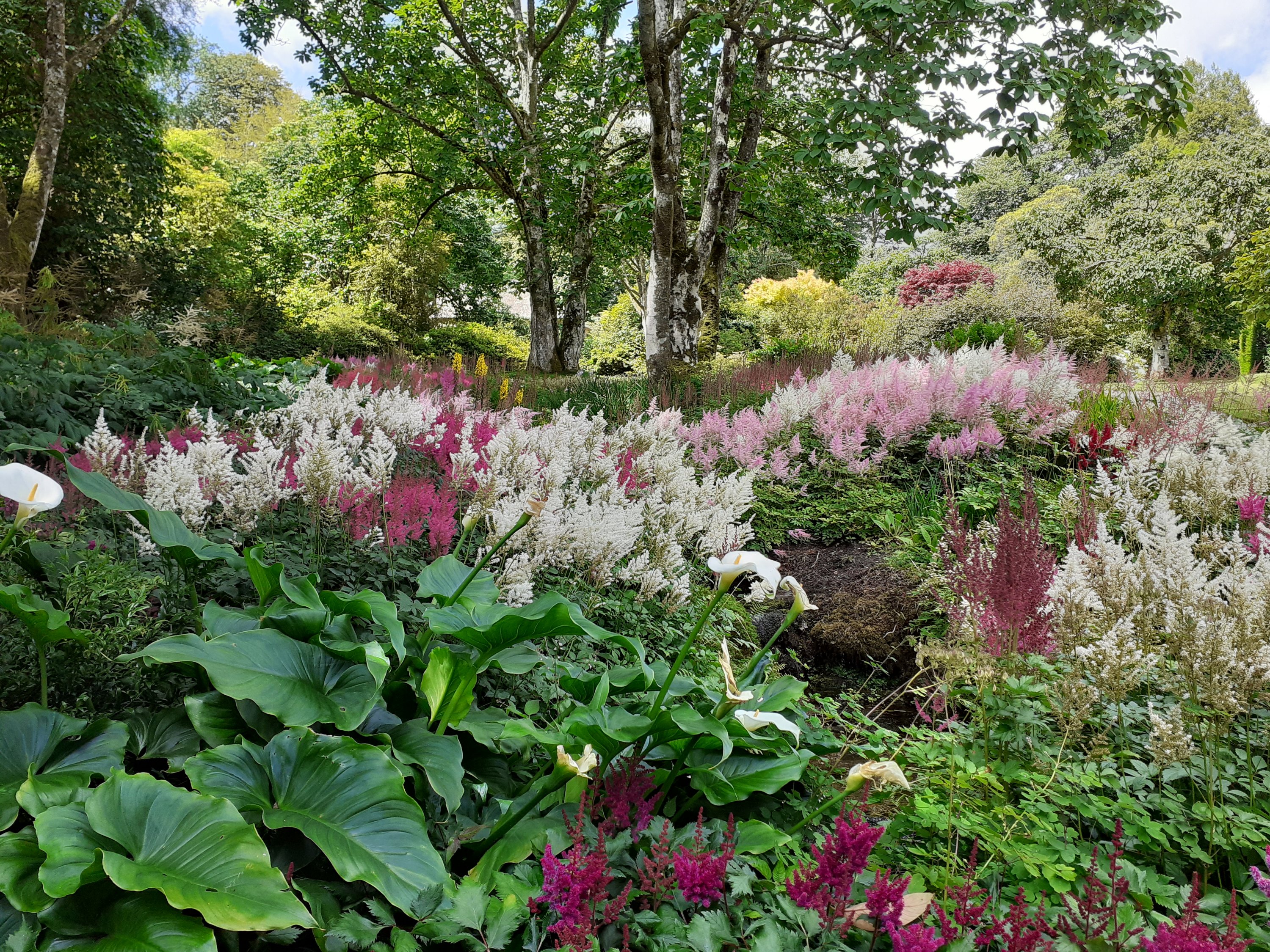 garden design Lanhydrock National Trust Cornwall SC Skillman