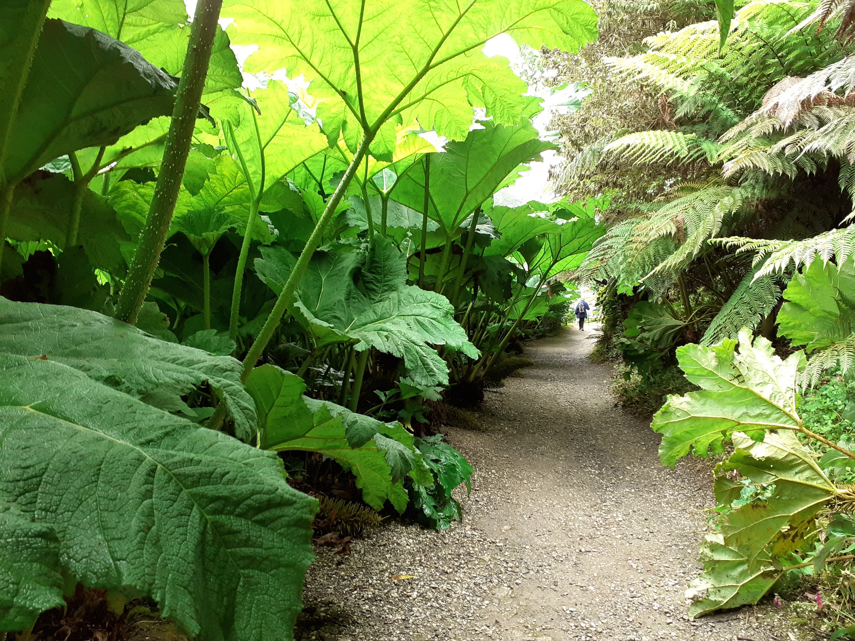 Gunnera Passage Trebah Garden Cornwall scskillman