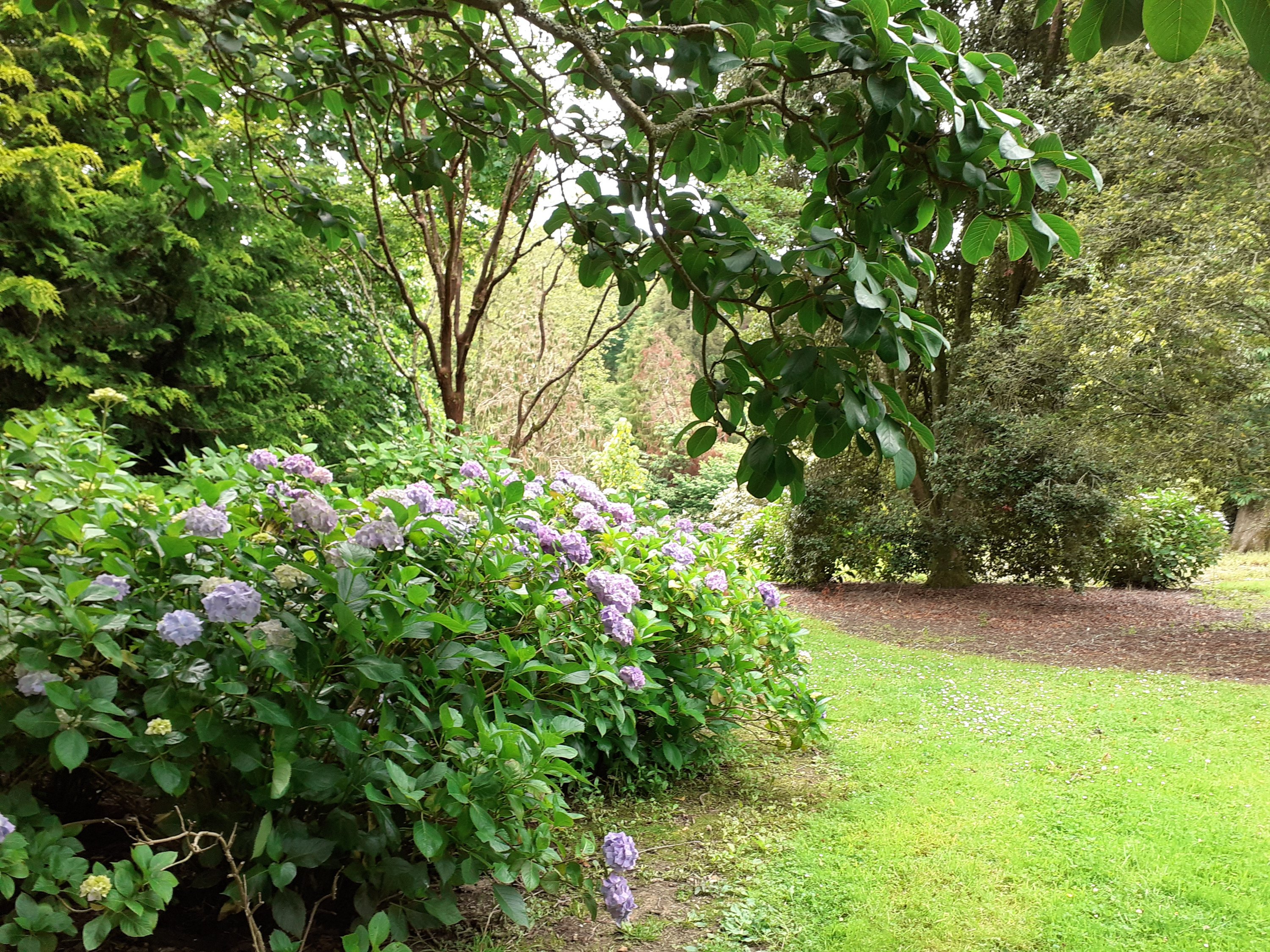 Gardens Trellisick National Trust Fal Estuary Cornwall SC Skillman